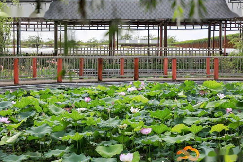 假日游客量創(chuàng)新高，白云觀光園農(nóng)產(chǎn)品零售迎來新熱潮