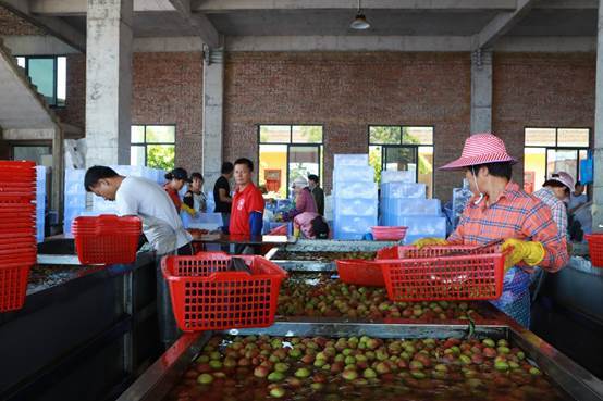 深耕卅六載，海口荔枝大王引領(lǐng)珍品走向全國