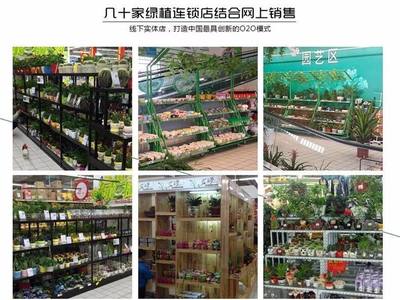 從創(chuàng)意到財(cái)富 90后小伙如何以商業(yè)思維玩轉(zhuǎn)盆景，年銷(xiāo)7500萬(wàn)